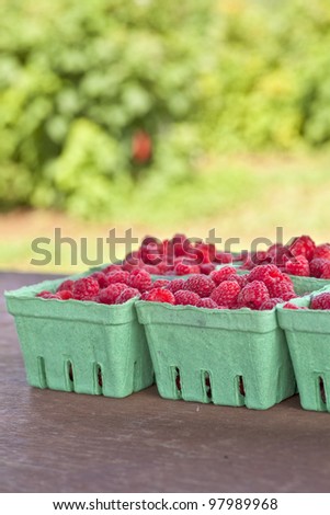 Freshly picked pints of organic raspberries at a farm produce stand.