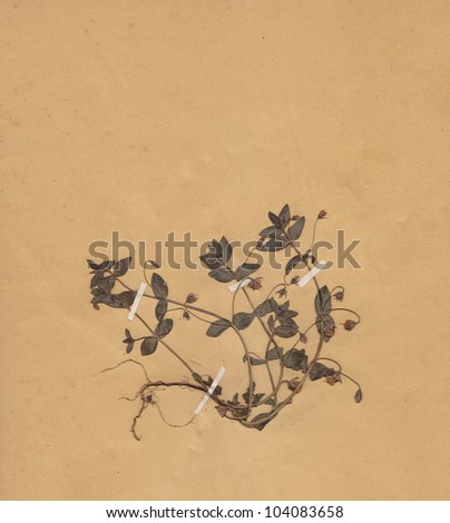 scan of vintage dried flower on paper dated 1896