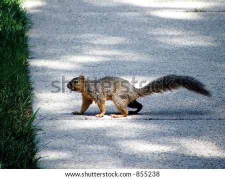 squirrel walking shutterstock search