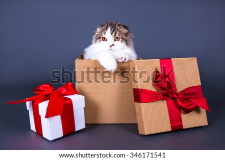 christmas or birthday concept - cute young british cat sitting in gift box over grey background