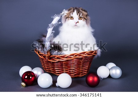 christmas concept - cute british cat sitting in basket with christmas decorations over grey background