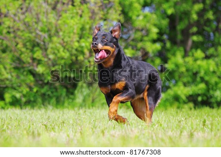 rottweiler running rottweiler running on the grass stock photo 81767308 rottweiler running rottweiler running on the grass stock photo 81767308