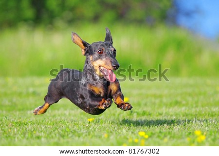 Running Dachshund