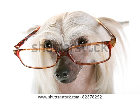 Glasses On Dog