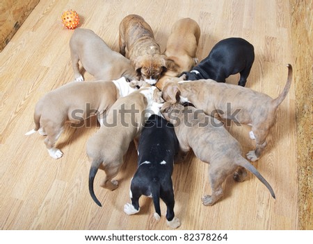 Cute staffordshire terrier puppies eating from the one bowl