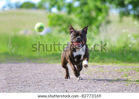 Active staffordshire bull terrier playing with the tennis ball