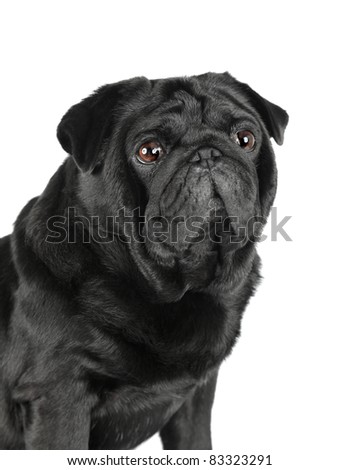 Portrait Of Black Pug Isolated On White Background Stock Photo 83323291