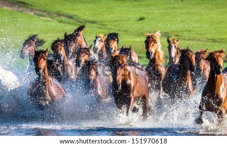 Running Horses in lake water