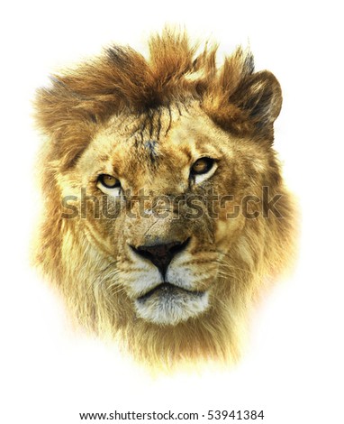 clip art lion head. White isolated lion head