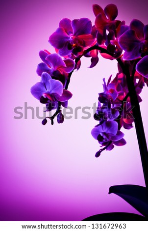 Beautiful orchid on pink purple background illuminated with blue and red light