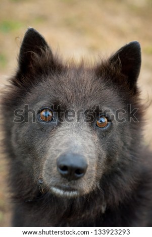 Schipperke sheperd herding dog portrait