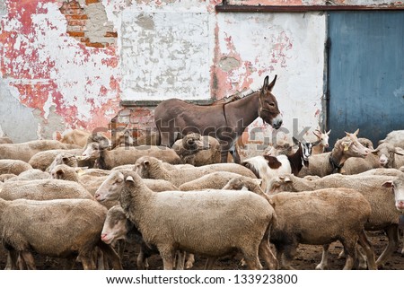 Flock of sheep and a donkey stand in front of the color walled old barn