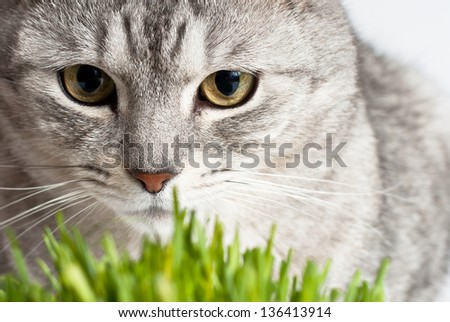 Adult gray young cat face view close up portrait sitting and pay attention with fresh green grass on white background
