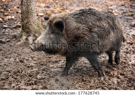 Sizable muddy dirty wild boar in the autumn forest with fallen leaf litter on the edge of the wallow