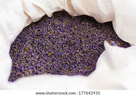 Lot of beautiful bright purple lavender flower petals in a large white cloth bag collected as  raw material for essential oils of lavender soaps and other products