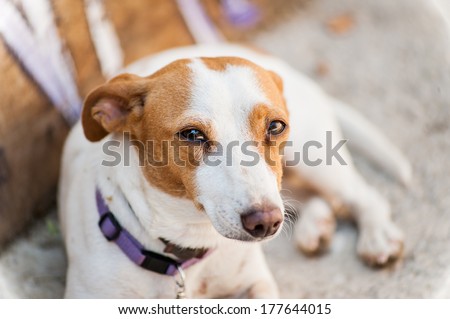 Red spotted white dog looking at the camera with purple collar lying and rest in the shade of the summer sun