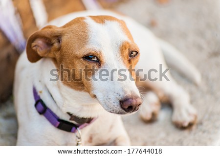 Red spotted white dog looking at the camera with purple collar lying and rest in the shade of the summer sun