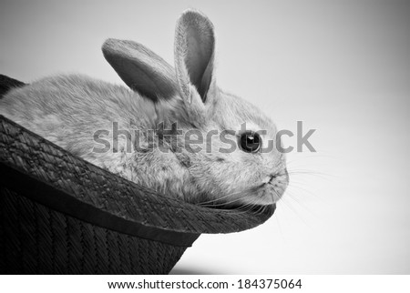 Small brown haired young easter bunnny rabbit sitting in black woven hat on neutral background, black and white