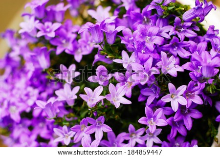 Beautiful vivid purple spring flower bush Dalmatian bellflower (Campanula portenschlagiana)