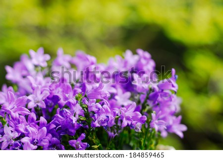 Beautiful vivid purple spring flower bush Dalmatian bellflower (Campanula portenschlagiana) on green background
