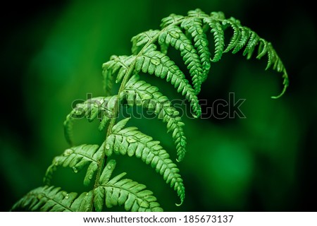 Natural green young ostrich fern or shuttlecock fern leaves (Matteuccia struthiopteris) on blurred deep green background