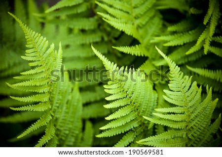 Natural green young ostrich fern or shuttlecock fern leaves (Matteuccia struthiopteris) on each other