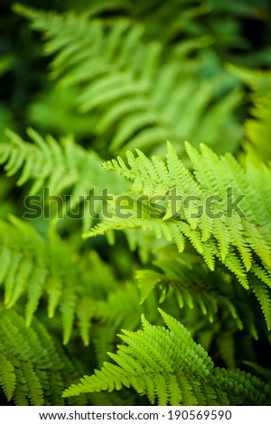 Natural green young ostrich fern or shuttlecock fern leaves (Matteuccia struthiopteris) on each other