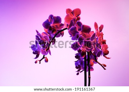 Beautiful vivid purple radiant orchid flower isolated on illuminated blue and red gradient background, theme for the pantone color of the year 2014, Radiant Orchid 18-3224 colored