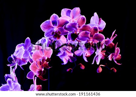 Beautiful vivid pink and purple orchid flower cluster close up image isolated on black background