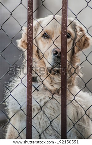 Golden retriever dog looking out from cage