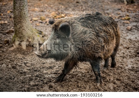 Sizable muddy dirty wild boar in the autumn forest with fallen leaf litter on the edge of the wallow