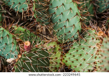 Red spiky green cactus on dry soil