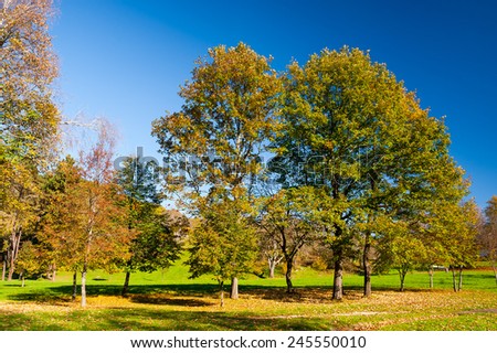 Beautiful landscape of autumn old trees forest park with brilliant vivid yellow leaf trees on clear blue sky background