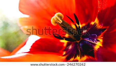 Vivid full color big red spring tulip flower filling the whole picture close up macro image