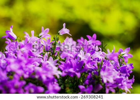 Beautiful vivid purple spring flower bush Dalmatian bellflower (Campanula portenschlagiana) on green background