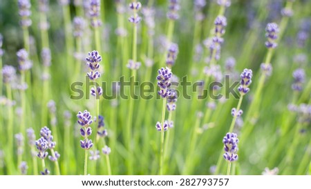 Beautiful young and fresh relaxing scented purple lavender flower fields