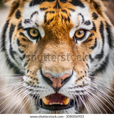 Dangerously close up portrait of tiger before attack