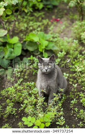 Yellow eyed shy gray cat pay attention in nice weedy garden