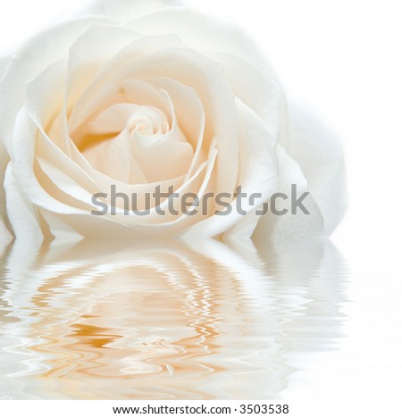 White Rose Friendship