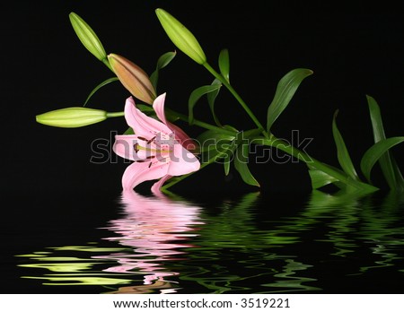 lily reflected in water on black 2