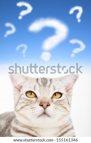 question mark with upset cat face