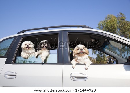 dog\'s family enjoying in the car
