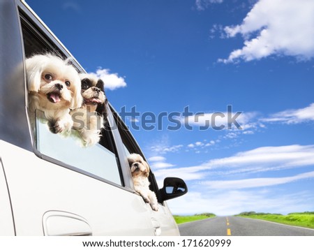 Dog\'S Family Traveling In The Car
