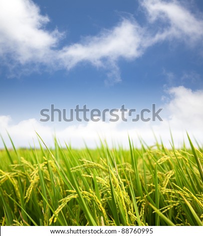 paddy rice field with cloud background