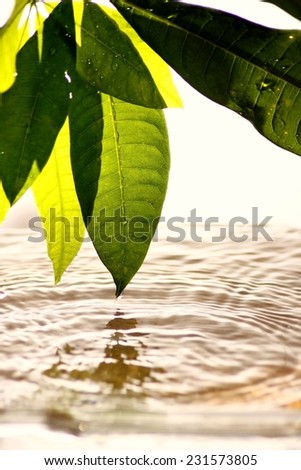 Leaves and water Photo of fresh green leaves over water with ripples