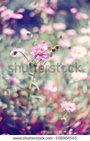 Flower design of daisies