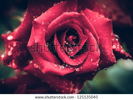 Red roses in vintage style with water drops on petals