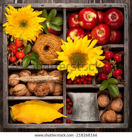 Autumn composition in vintage box.  Flowers sunflower, wild rose, walnuts and red apples.