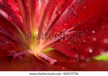 Beautiful water drop on red petals,  macro