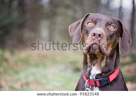 Brown Catahoula